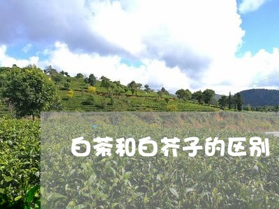 白茶和白芥子的区别/2023062984048