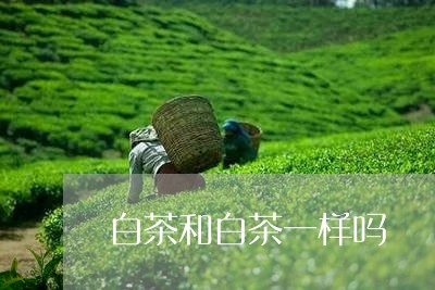 白茶和白茶一样吗/2023080278583