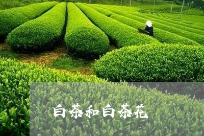 白茶和白茶花/2023051913926