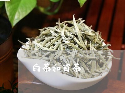 白茶和百茶/2023061026047