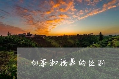 白茶和福鼎的区别/2023112652813