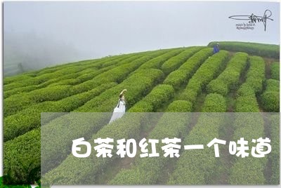 白茶和红茶一个味道/2023072399580