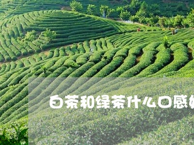 白茶和绿茶什么口感好/2023082683028