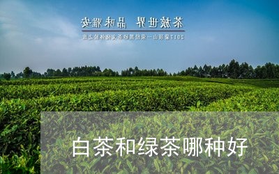 白茶和绿茶哪种好/2023080268412