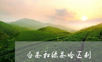 白茶和绿茶啥区别/2023080264169