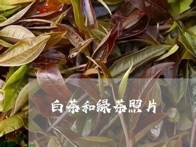 白茶和绿茶照片/2023060451615