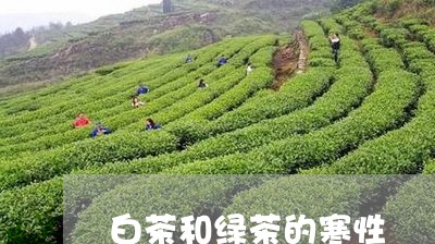 白茶和绿茶的寒性/2023080245058