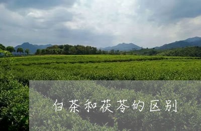 白茶和茯苓的区别/2023080215370