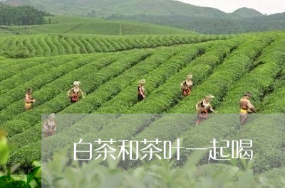 白茶和茶叶一起喝/2023080282828