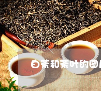 白茶和茶叶的图片/2023080237362