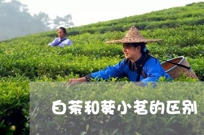 白茶和葵小茗的区别/2023072236837