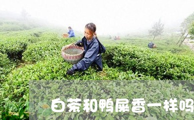 白茶和鸭屎香一样吗/2023072206160