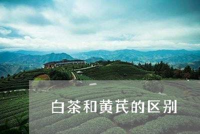 白茶和黄芪的区别/2023080298461