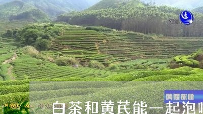 白茶和黄芪能一起泡吗/2023100620952