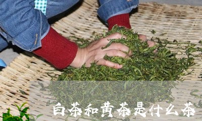 白茶和黄茶是什么茶/2023072271925