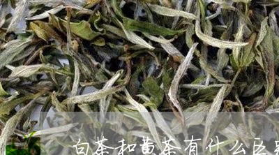 白茶和黄茶有什么区别/2023100636957