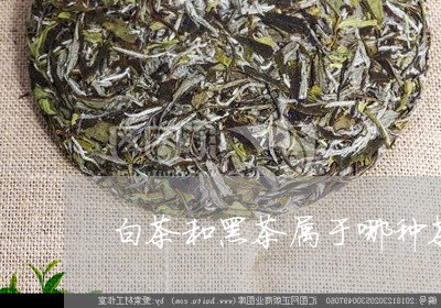 白茶和黑茶属于哪种茶/2023100678259