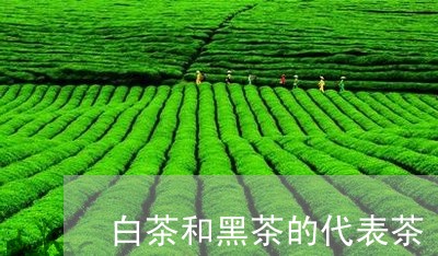 白茶和黑茶的代表茶/2023072289384