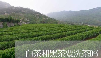 白茶和黑茶要洗茶吗/2023072209472