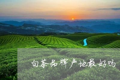 白茶品牌产地最好吗/2023072232805