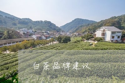 白茶品牌建议/2023051923726