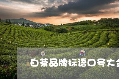 白茶品牌标语口号大全/2023100594058