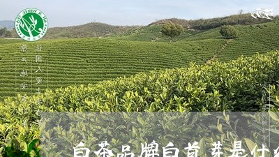 白茶品牌白首芽是什么/2023100527149