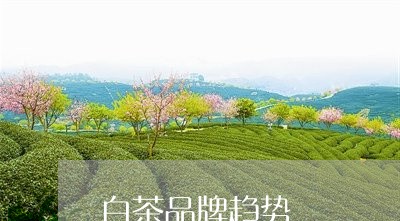 白茶品牌趋势/2023051920370