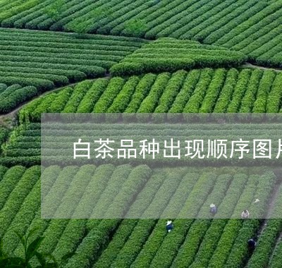 白茶品种出现顺序图片/2023100560582