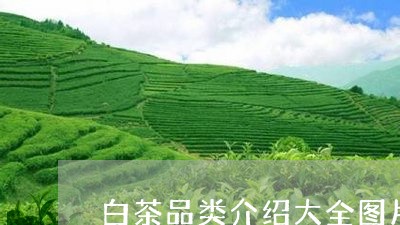 白茶品类介绍大全图片/2023100517040