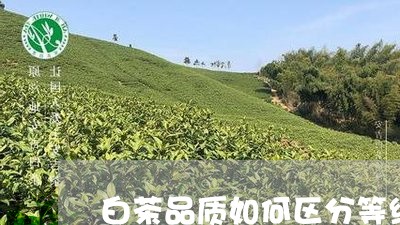 白茶品质如何区分等级/2023100509362