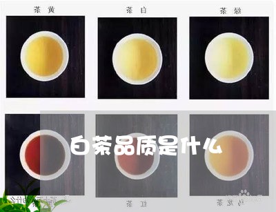 白茶品质是什么/2023060443537