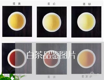 白茶品鉴图片/2023051928594