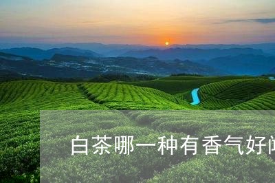 白茶哪一种有香气好闻/2023100547172