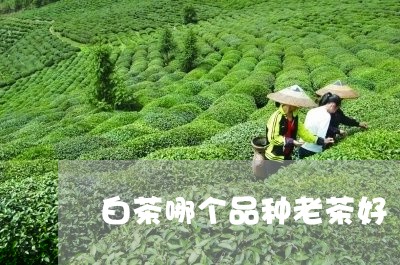 白茶哪个品种老茶好/2023072293716