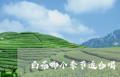 白茶哪个季节适合喝/2023072296460