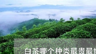 白茶哪个种类最贵最好/2023100507160