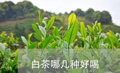 白茶哪几种好喝/2023060438603