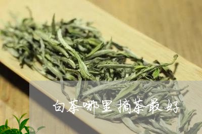 白茶哪里摘茶最好/2023080185028