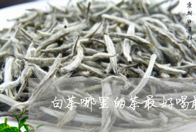 白茶哪里的茶最好喝最香/2023111574271