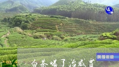 白茶喝了治感冒/2023060489502