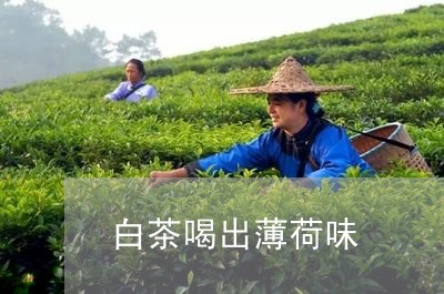 白茶喝出薄荷味/2023060406160