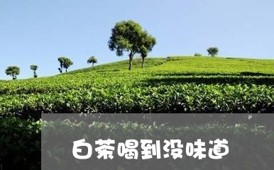 白茶喝到没味道/2023060409626