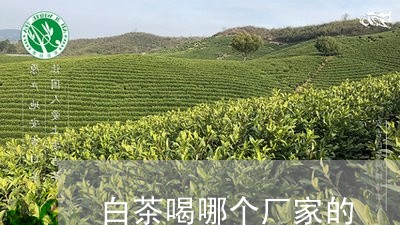 白茶喝哪个厂家的/2023080106947