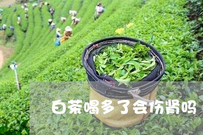 白茶喝多了会伤肾吗/2023072385036