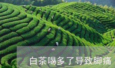 白茶喝多了导致脚痛/2023072362625