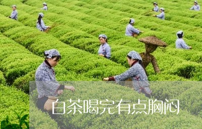 白茶喝完有点胸闷/2023080140394