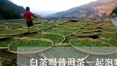 白茶喝普洱茶一起泡吗/2023061305148