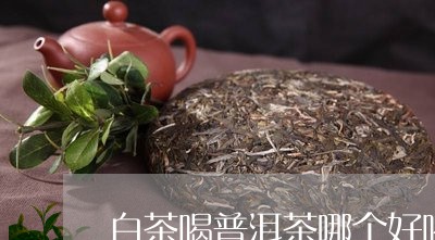 白茶喝普洱茶哪个好喝/2023100841504