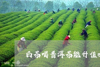 白茶喝普洱茶能升值吗/2023092865250